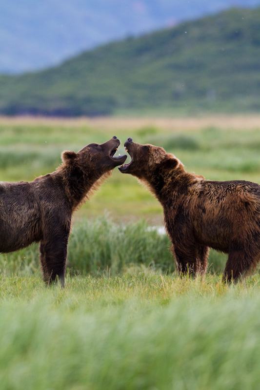 Grizzly Bears Fighting